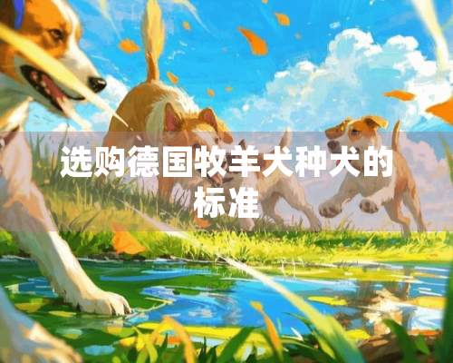 选购德国牧羊犬种犬的标准