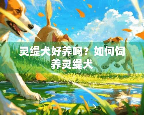 灵缇犬好养吗？如何饲养灵缇犬