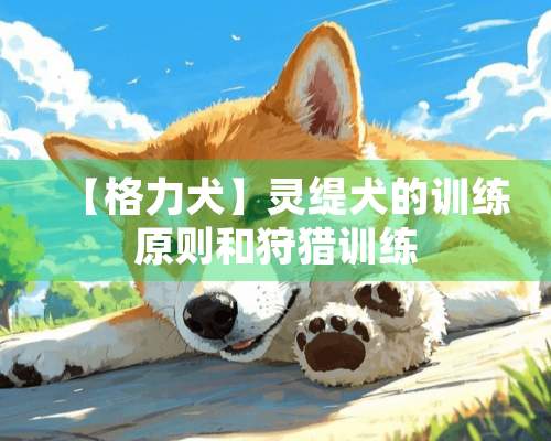 【格力犬】灵缇犬的训练原则和**训练