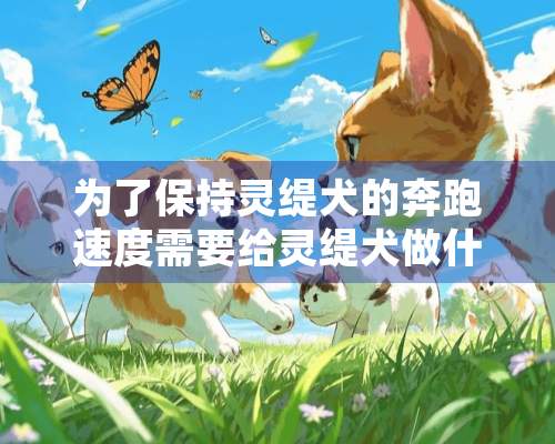 为了保持灵缇犬的奔跑速度需要给灵缇犬做什么训练？