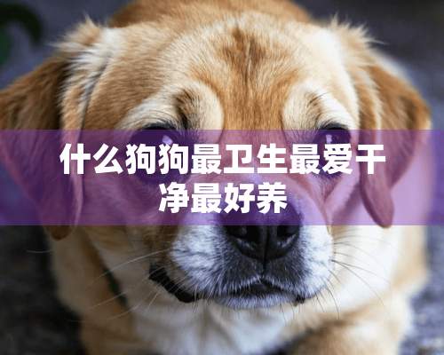 什么狗狗最卫生最爱干净最好养