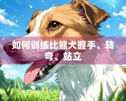 如何训练比熊犬握手、转弯、站立