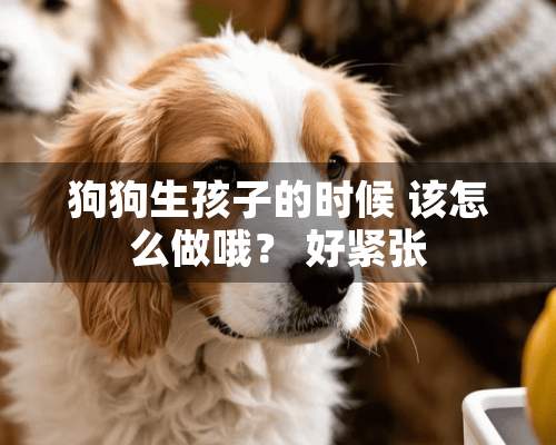 狗狗生孩子的时候 该怎么做哦？ 好紧张