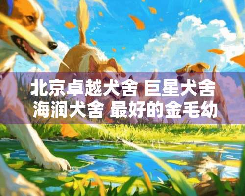 北京卓越犬舍 巨星犬舍 海润犬舍 最好的金毛幼犬大概都多少钱