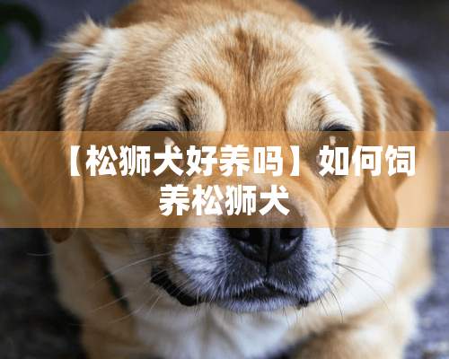 【松狮犬好养吗】如何饲养松狮犬