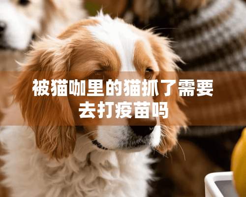 被猫咖里的猫抓了需要去打**吗