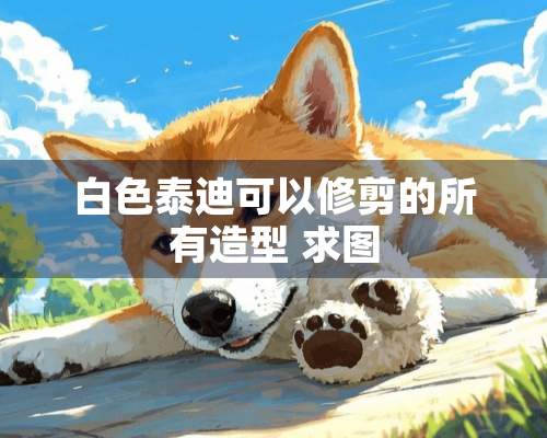 白色泰迪可以修剪的所有造型 求图