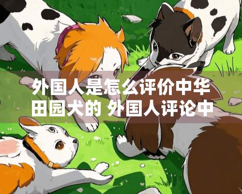 外国人是怎么评价中华田园犬的 外国人评论中华田园犬