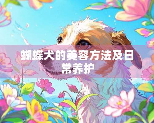 蝴蝶犬的美容方法及日常养护