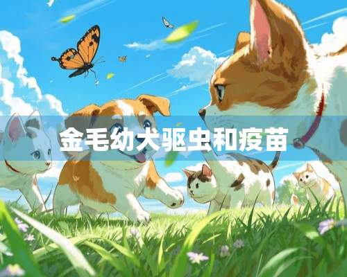 金毛幼犬驱虫和**