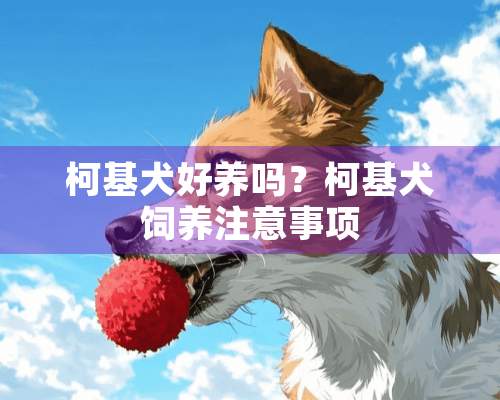 柯基犬好养吗？柯基犬饲养注意事项