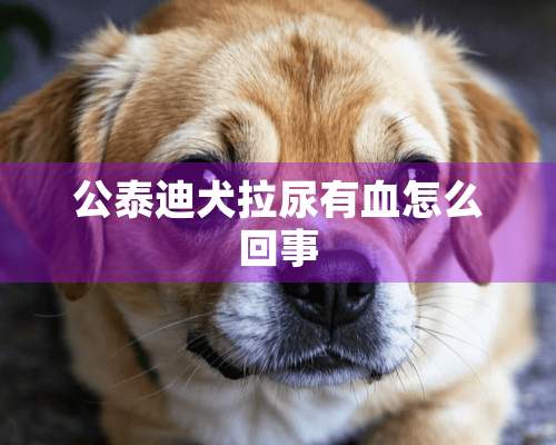 公泰迪犬拉尿有血怎么回事