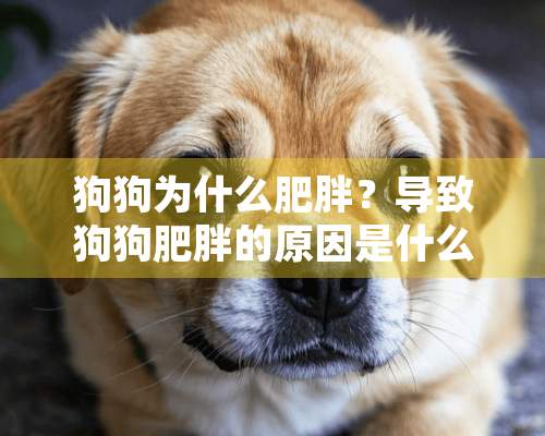 狗狗为什么肥胖？导致狗狗肥胖的原因是什么