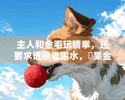 主人和金毛玩猜拳，还要求谁输谁喝水，結果金毛被喝趴了！