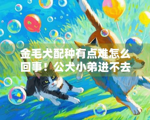 金毛犬配种有点难怎么回事！公犬小弟进不去？