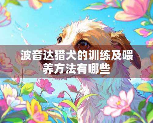 波音达猎犬的训练及喂养方法有哪些