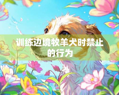 训练边境牧羊犬时禁止的行为