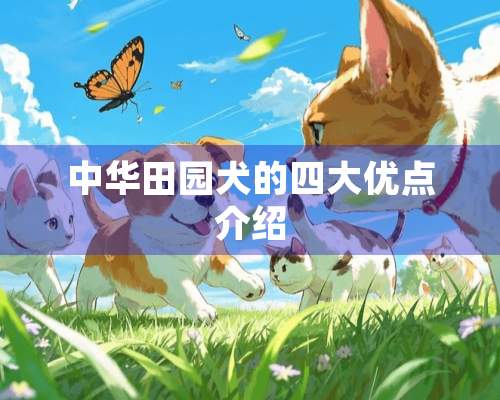 中华田园犬的四大优点介绍