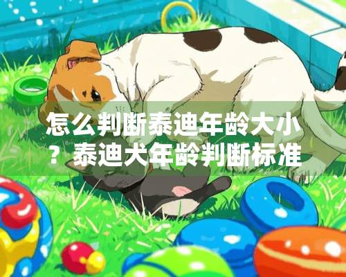 怎么判断泰迪年龄大小？泰迪犬年龄判断标准