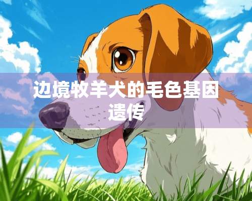 边境牧羊犬的毛色基因遗传