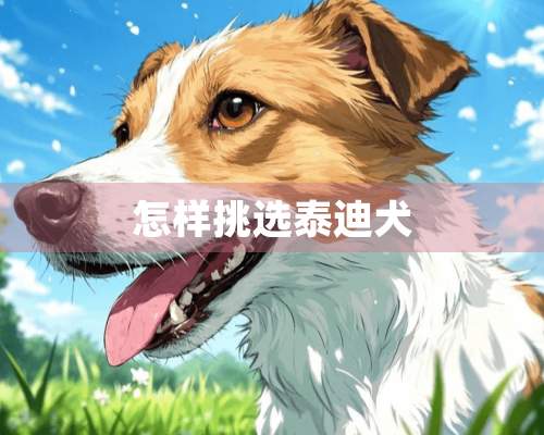 怎样挑选泰迪犬