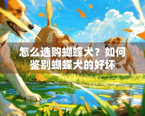 怎么选购蝴蝶犬？如何鉴别蝴蝶犬的好坏