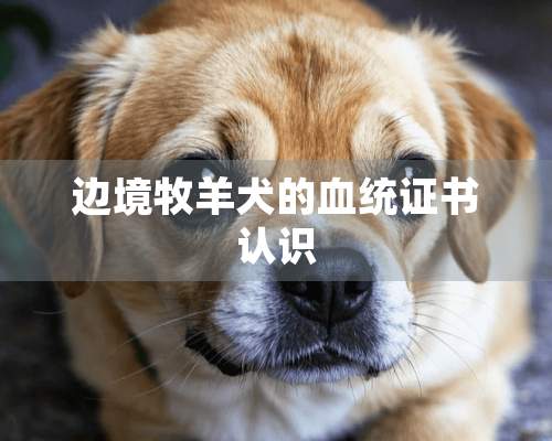 边境牧羊犬的血统证书认识