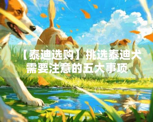 【泰迪选购】挑选泰迪犬需要注意的五大事项