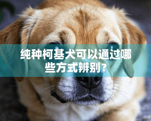 纯种柯基犬可以通过哪些方式辨别？