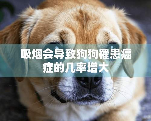 吸烟会导致狗狗罹患癌症的几率增大