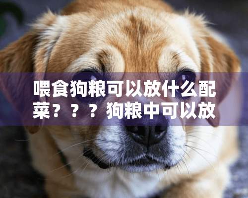 喂食狗粮可以放什么配菜？？？狗粮中可以放什么当配菜？？？