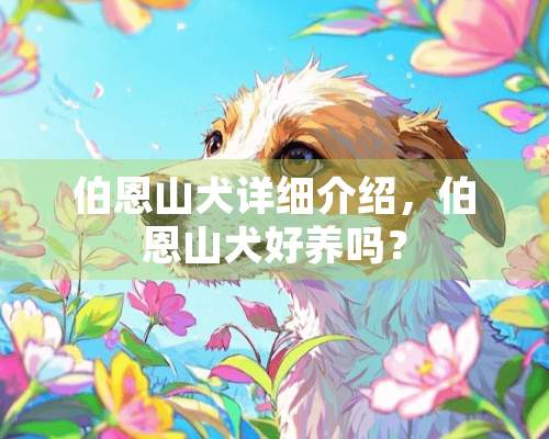 伯恩山犬详细介绍，伯恩山犬好养吗？