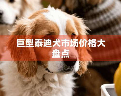 巨型泰迪犬市场价格大盘点