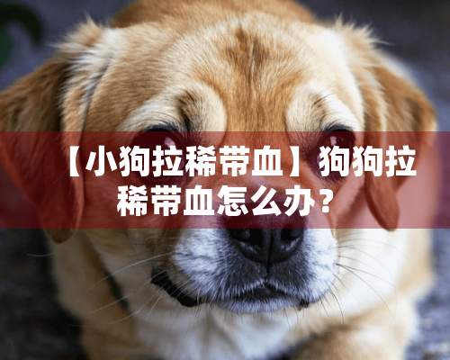 【小狗拉稀带血】狗狗拉稀带血怎么办？