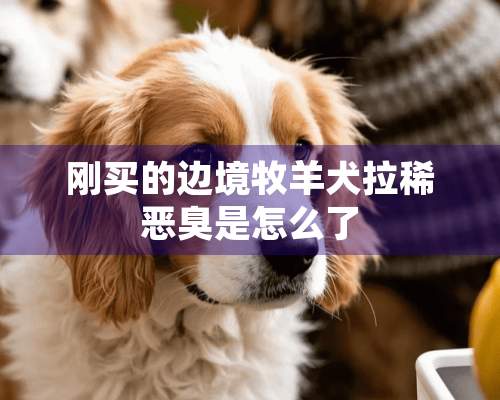 刚买的边境牧羊犬拉稀恶臭是怎么了