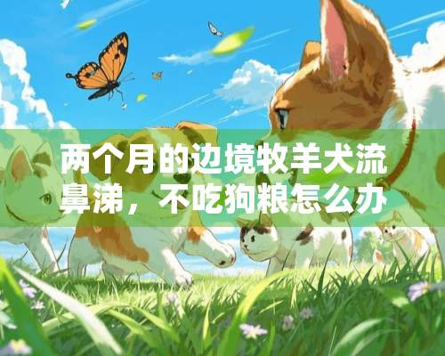 两个月的边境牧羊犬流鼻涕，不吃狗粮怎么办