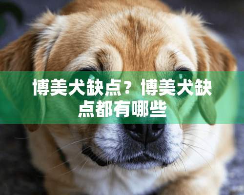 博美犬缺点？博美犬缺点都有哪些