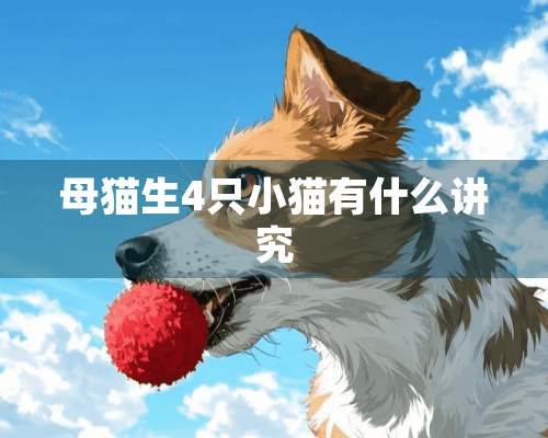 母猫生4只小猫有什么讲究