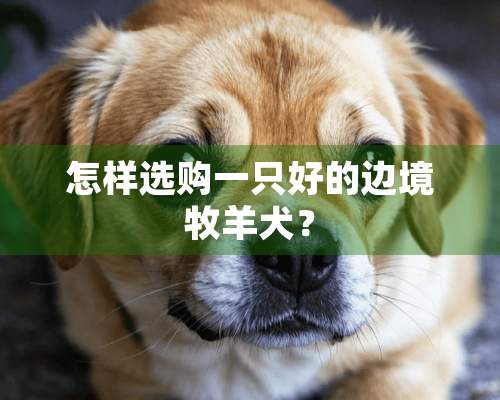 怎样选购一只好的边境牧羊犬？