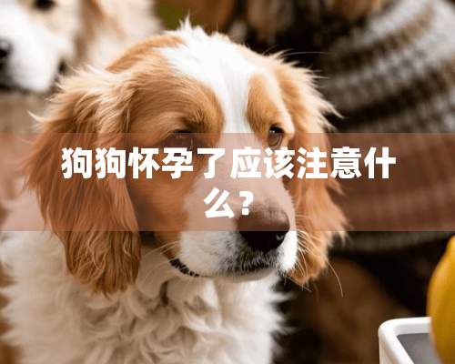 狗狗怀孕了应该注意什么？