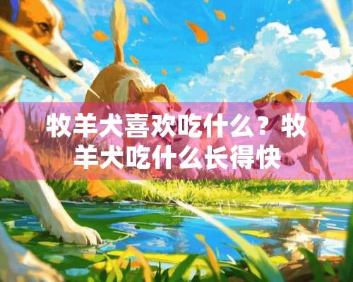 牧羊犬喜欢吃什么？牧羊犬吃什么长得快