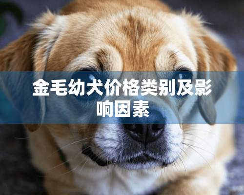 金毛幼犬价格类别及影响因素