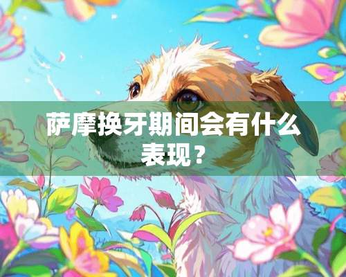 萨摩换牙期间会有什么表现？