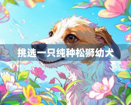 挑选一只纯种松狮幼犬