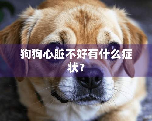 狗狗心脏不好有什么症状？