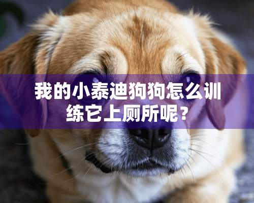 我的小泰迪狗狗怎么训练它上厕所呢？