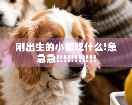 刚出生的小猫吃什么!急急急!!!!!!!!!!!