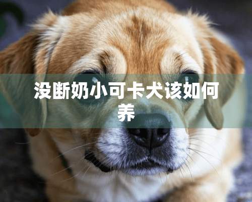 没断奶小可卡犬该如何养