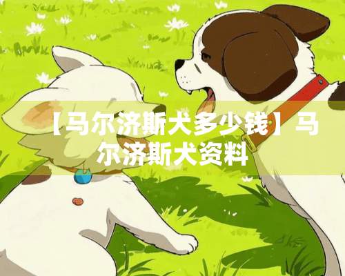 【马尔济斯犬多少钱】马尔济斯犬资料