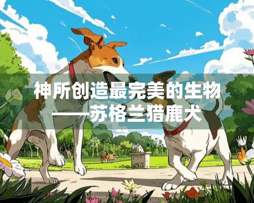 神所创造最完美的生物——苏格兰猎鹿犬